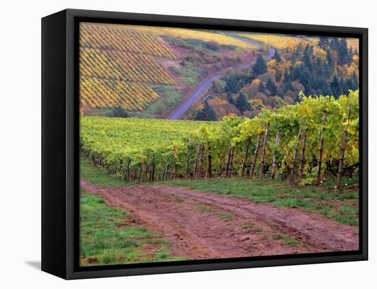 Dirt Road Along Acres of Vines at Knutsen Vineyard in the Willamette Valley, Oregon, USA-Janis Miglavs-Framed Premier Image Canvas