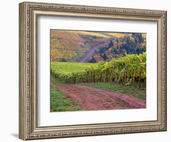 Dirt Road Along Acres of Vines at Knutsen Vineyard in the Willamette Valley, Oregon, USA-Janis Miglavs-Framed Photographic Print