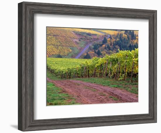 Dirt Road Along Acres of Vines at Knutsen Vineyard in the Willamette Valley, Oregon, USA-Janis Miglavs-Framed Photographic Print