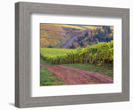 Dirt Road Along Acres of Vines at Knutsen Vineyard in the Willamette Valley, Oregon, USA-Janis Miglavs-Framed Photographic Print