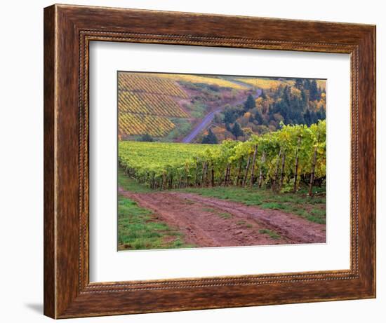 Dirt Road Along Acres of Vines at Knutsen Vineyard in the Willamette Valley, Oregon, USA-Janis Miglavs-Framed Photographic Print