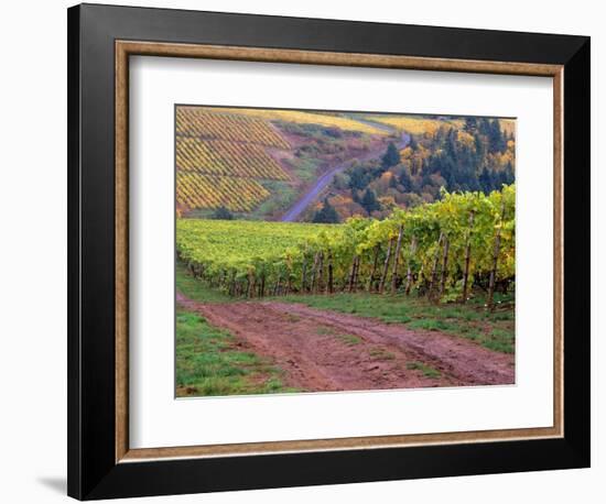 Dirt Road Along Acres of Vines at Knutsen Vineyard in the Willamette Valley, Oregon, USA-Janis Miglavs-Framed Photographic Print