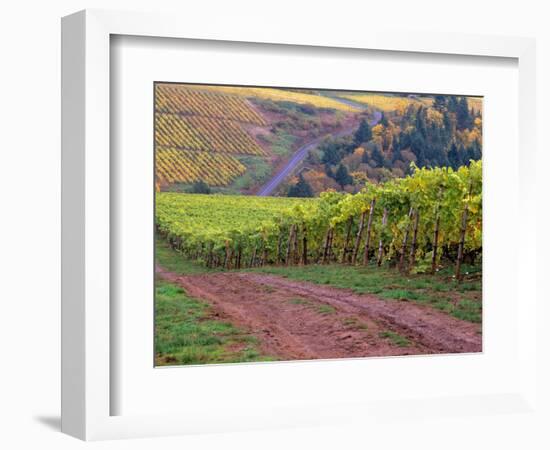 Dirt Road Along Acres of Vines at Knutsen Vineyard in the Willamette Valley, Oregon, USA-Janis Miglavs-Framed Photographic Print