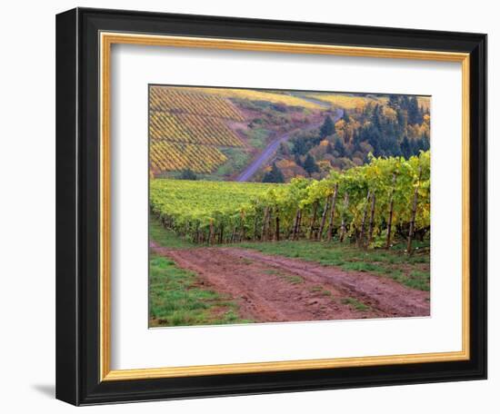 Dirt Road Along Acres of Vines at Knutsen Vineyard in the Willamette Valley, Oregon, USA-Janis Miglavs-Framed Photographic Print