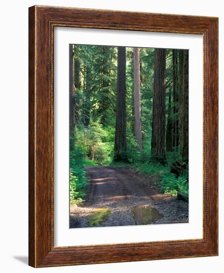 Dirt Road into Opal Creek Wilderness Area, Central Oregon Cascades, USA-Janis Miglavs-Framed Photographic Print