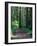 Dirt Road into Opal Creek Wilderness Area, Central Oregon Cascades, USA-Janis Miglavs-Framed Photographic Print