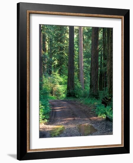 Dirt Road into Opal Creek Wilderness Area, Central Oregon Cascades, USA-Janis Miglavs-Framed Photographic Print