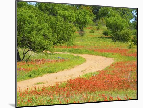 Dirt road lined with Indian paintbrush along Old Spanish Trail near Buchanan Dam Texas Hill Country-Sylvia Gulin-Mounted Photographic Print