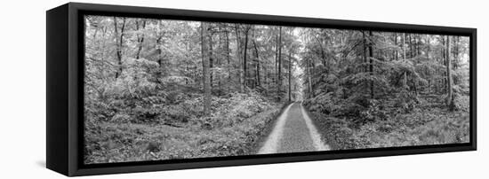 Dirt Road Passing Through a Forest, Baden-Wurttemberg, Germany-null-Framed Premier Image Canvas
