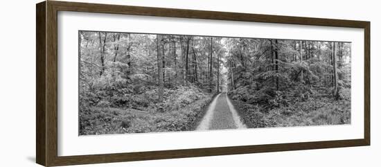 Dirt Road Passing Through a Forest, Baden-Wurttemberg, Germany-null-Framed Photographic Print