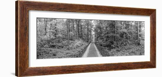 Dirt Road Passing Through a Forest, Baden-Wurttemberg, Germany-null-Framed Photographic Print