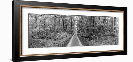 Dirt Road Passing Through a Forest, Baden-Wurttemberg, Germany-null-Framed Photographic Print