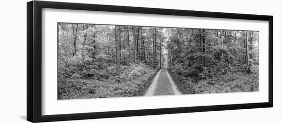 Dirt Road Passing Through a Forest, Baden-Wurttemberg, Germany-null-Framed Photographic Print