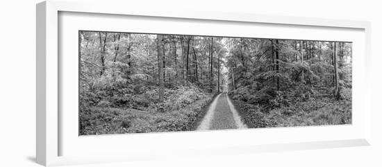 Dirt Road Passing Through a Forest, Baden-Wurttemberg, Germany-null-Framed Photographic Print