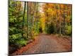 Photographic Print