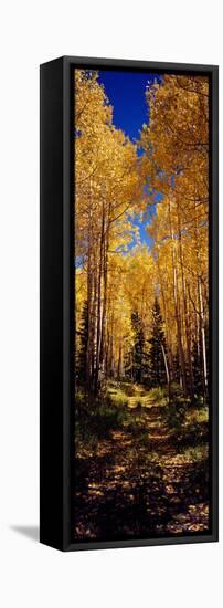 Dirt Road Passing Through Aspen Forest, Colorado, USA-null-Framed Premier Image Canvas