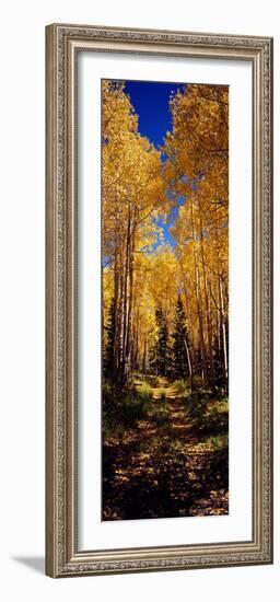 Dirt Road Passing Through Aspen Forest, Colorado, USA-null-Framed Photographic Print