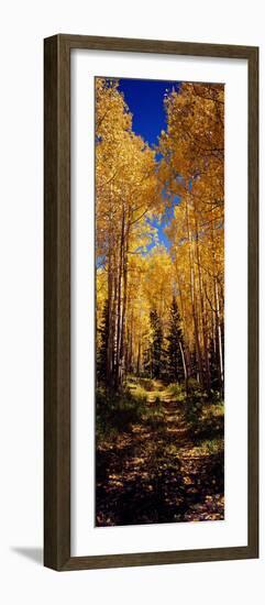 Dirt Road Passing Through Aspen Forest, Colorado, USA-null-Framed Photographic Print