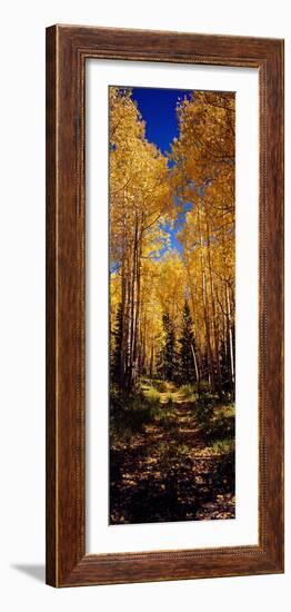 Dirt Road Passing Through Aspen Forest, Colorado, USA-null-Framed Photographic Print
