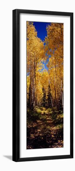 Dirt Road Passing Through Aspen Forest, Colorado, USA-null-Framed Photographic Print