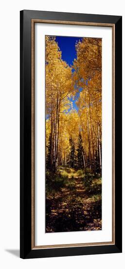 Dirt Road Passing Through Aspen Forest, Colorado, USA-null-Framed Photographic Print