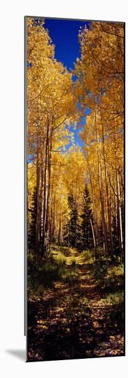 Dirt Road Passing Through Aspen Forest, Colorado, USA-null-Mounted Photographic Print