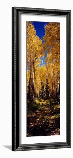 Dirt Road Passing Through Aspen Forest, Colorado, USA-null-Framed Photographic Print