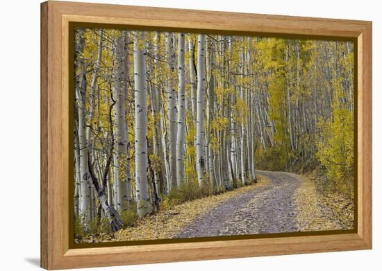 Dirt Road Through Yellow Aspen in the Fall-James Hager-Framed Premier Image Canvas