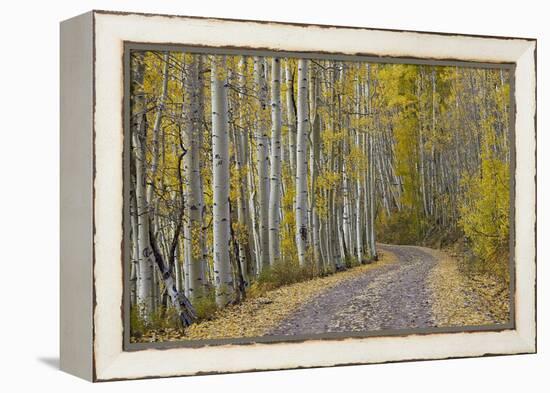 Dirt Road Through Yellow Aspen in the Fall-James Hager-Framed Premier Image Canvas