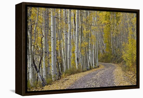 Dirt Road Through Yellow Aspen in the Fall-James Hager-Framed Premier Image Canvas