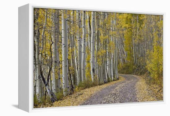 Dirt Road Through Yellow Aspen in the Fall-James Hager-Framed Premier Image Canvas