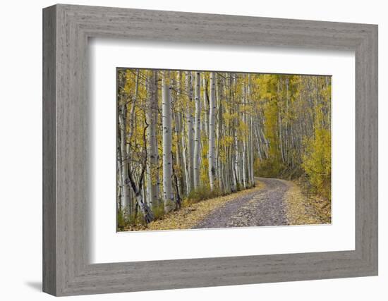 Dirt Road Through Yellow Aspen in the Fall-James Hager-Framed Photographic Print