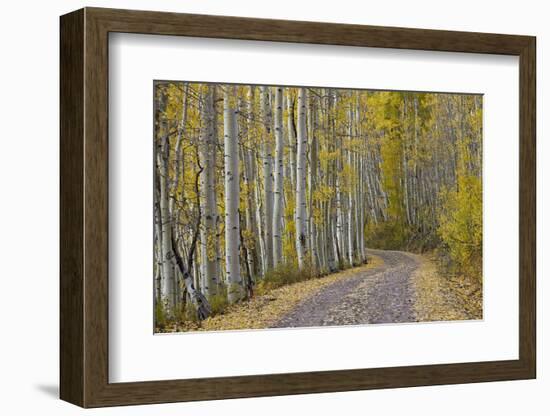 Dirt Road Through Yellow Aspen in the Fall-James Hager-Framed Photographic Print