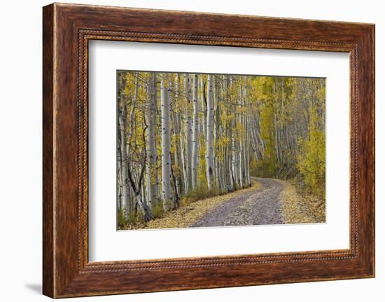 Dirt Road Through Yellow Aspen in the Fall-James Hager-Framed Photographic Print