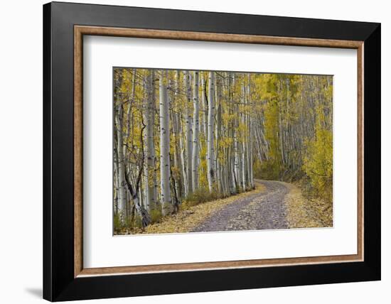 Dirt Road Through Yellow Aspen in the Fall-James Hager-Framed Photographic Print