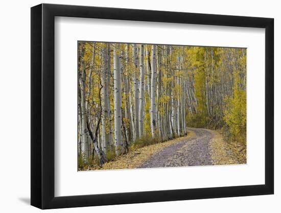 Dirt Road Through Yellow Aspen in the Fall-James Hager-Framed Photographic Print