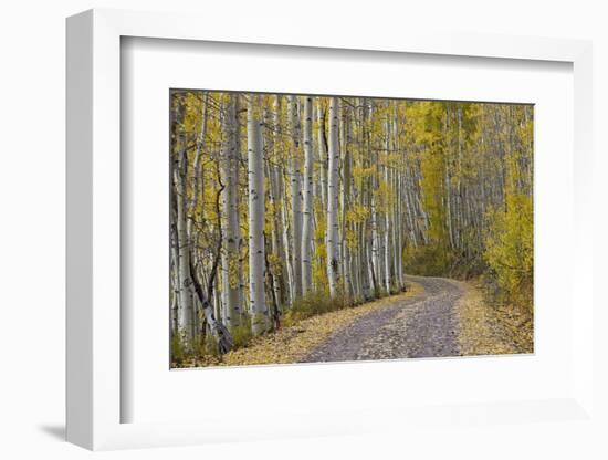Dirt Road Through Yellow Aspen in the Fall-James Hager-Framed Photographic Print