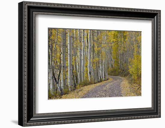 Dirt Road Through Yellow Aspen in the Fall-James Hager-Framed Photographic Print