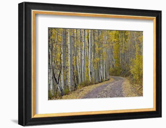 Dirt Road Through Yellow Aspen in the Fall-James Hager-Framed Photographic Print