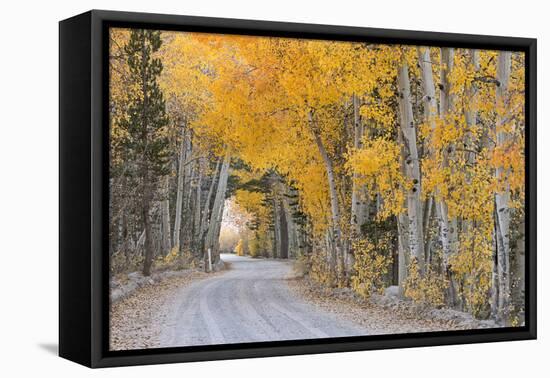 Dirt Road Winding Through a Tree Tunnel, Bishop, California, USA. Autumn (October)-Adam Burton-Framed Premier Image Canvas