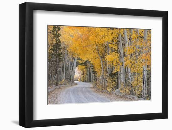 Dirt Road Winding Through a Tree Tunnel, Bishop, California, USA. Autumn (October)-Adam Burton-Framed Photographic Print