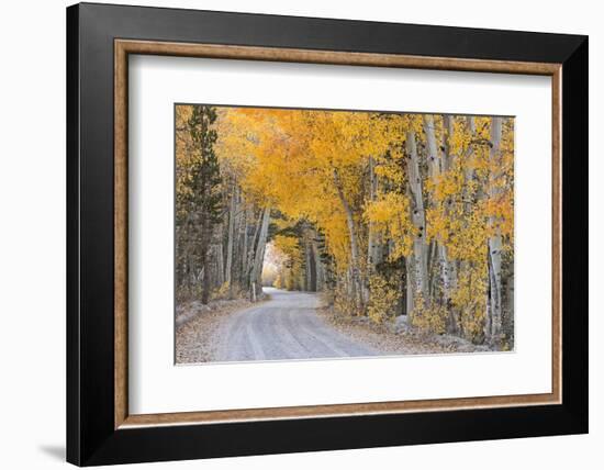 Dirt Road Winding Through a Tree Tunnel, Bishop, California, USA. Autumn (October)-Adam Burton-Framed Photographic Print