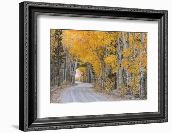 Dirt Road Winding Through a Tree Tunnel, Bishop, California, USA. Autumn (October)-Adam Burton-Framed Photographic Print