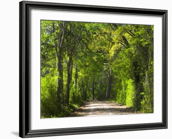 Dirt Roadway Overhanging with Greens of Oak Trees Near Independence, Texas, USA-Darrell Gulin-Framed Photographic Print