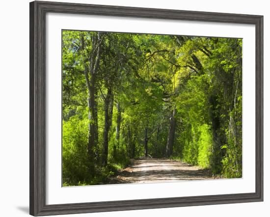 Dirt Roadway Overhanging with Greens of Oak Trees Near Independence, Texas, USA-Darrell Gulin-Framed Photographic Print