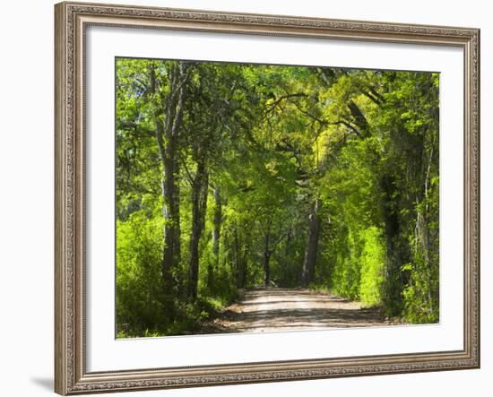 Dirt Roadway Overhanging with Greens of Oak Trees Near Independence, Texas, USA-Darrell Gulin-Framed Photographic Print