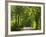 Dirt Roadway Overhanging with Greens of Oak Trees Near Independence, Texas, USA-Darrell Gulin-Framed Photographic Print