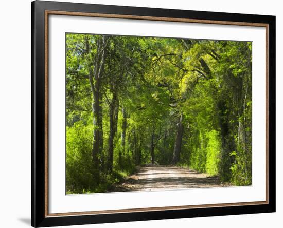 Dirt Roadway Overhanging with Greens of Oak Trees Near Independence, Texas, USA-Darrell Gulin-Framed Photographic Print