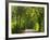 Dirt Roadway Overhanging with Greens of Oak Trees Near Independence, Texas, USA-Darrell Gulin-Framed Photographic Print