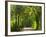 Dirt Roadway Overhanging with Greens of Oak Trees Near Independence, Texas, USA-Darrell Gulin-Framed Photographic Print